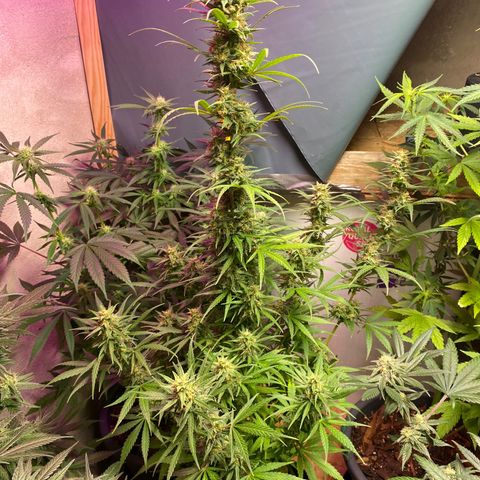 Royal Gorilla 🦍  growlog timeline photo