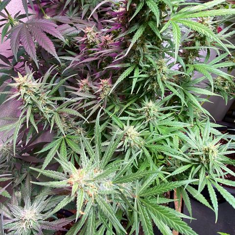 Royal Gorilla 🦍  growlog timeline photo