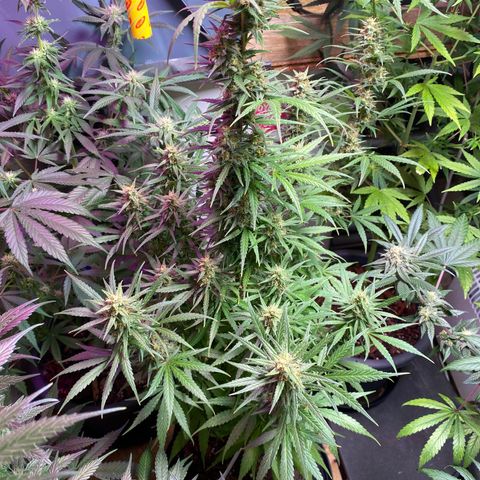 Royal Gorilla 🦍  growlog timeline photo