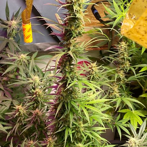 Royal Gorilla 🦍  growlog timeline photo