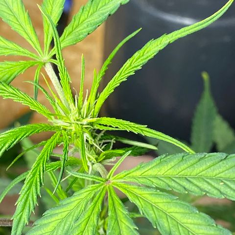 Super Silver Haze  #1 growlog timeline photo
