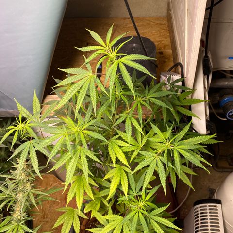 Super Silver Haze  #1 growlog timeline photo