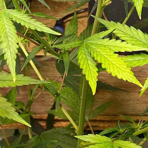 Super Silver Haze  #1 growlog timeline photo