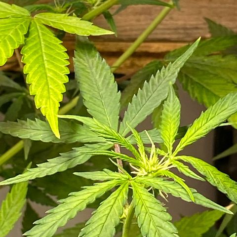 Super Silver Haze  #1 growlog timeline photo