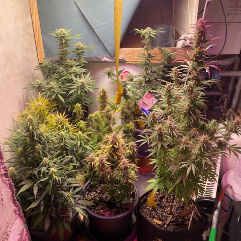 White Widow  #1 growlog timeline photo
