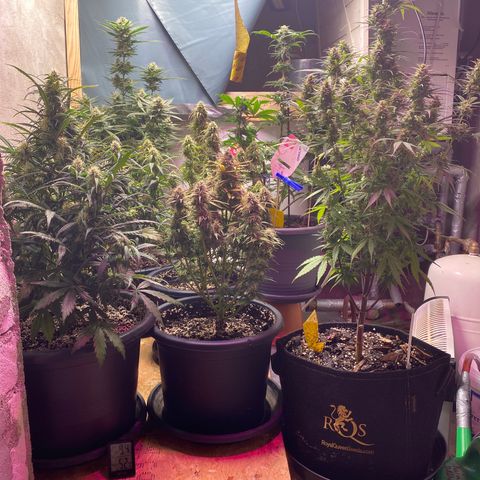 White Widow  #1 growlog timeline photo
