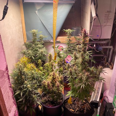 White Widow  #1 growlog timeline photo