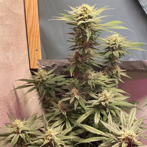 Orange Bud growlog timeline photo