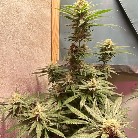 Orange Bud growlog timeline photo