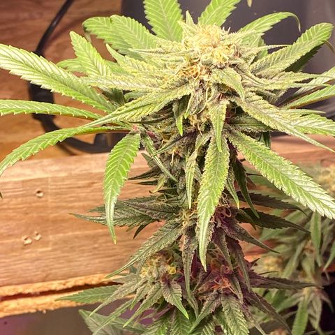 Rotz growlog timeline photo