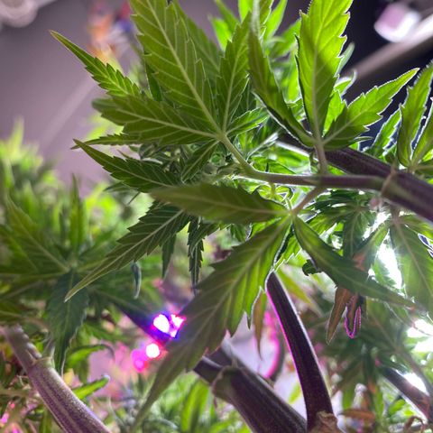 Royal Gorilla 🦍  growlog timeline photo