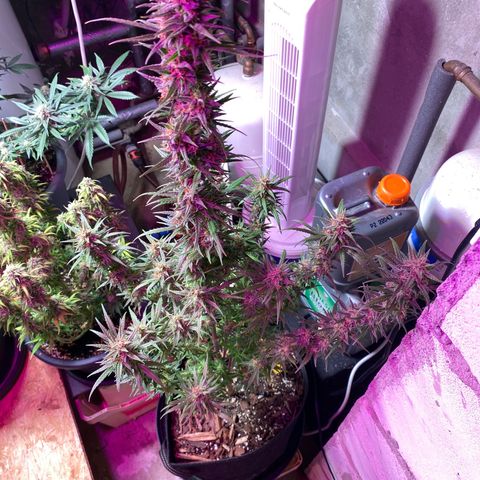 Royal Gorilla 🦍  growlog timeline photo