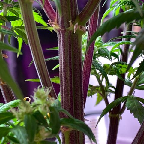 Royal Gorilla 🦍  growlog timeline photo