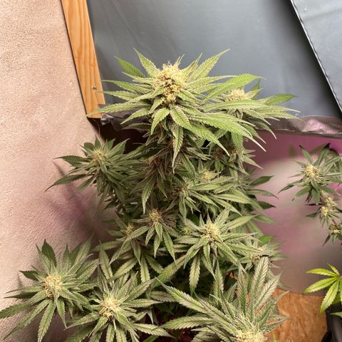 Orange Bud growlog timeline photo