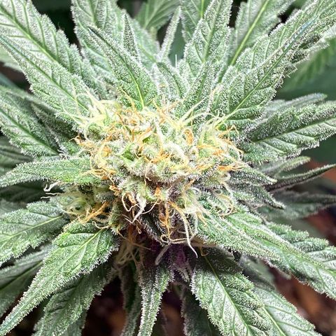 Orange Bud growlog timeline photo