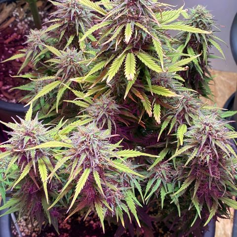 White Widow  #1 growlog timeline photo