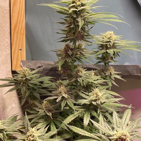 Orange Bud growlog timeline photo