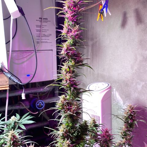 Royal Gorilla 🦍  growlog timeline photo