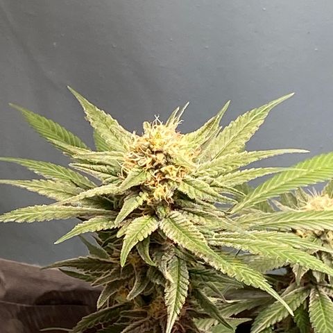 Orange Bud growlog timeline photo