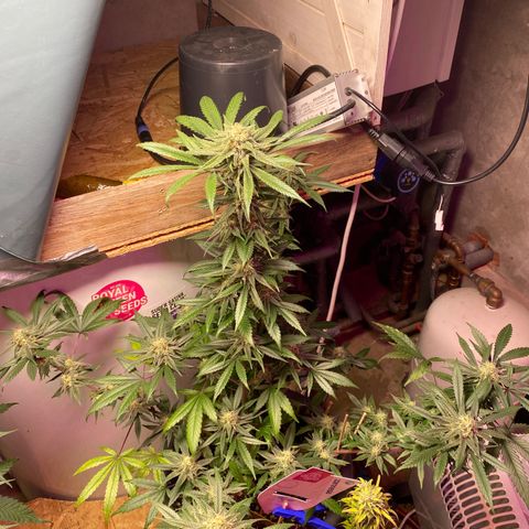 Rotz growlog timeline photo
