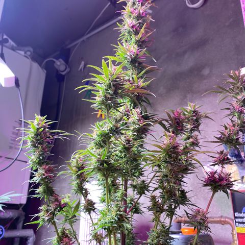 Royal Gorilla 🦍  growlog timeline photo