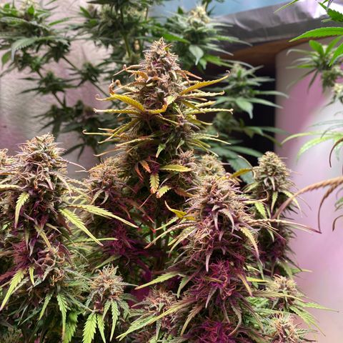 White Widow  #1 growlog timeline photo