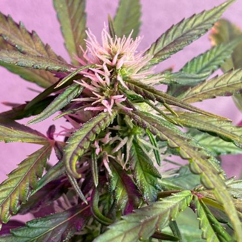 Super Silver Haze  #1 growlog timeline photo