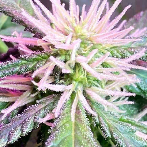 Super Silver Haze  #1 growlog timeline photo