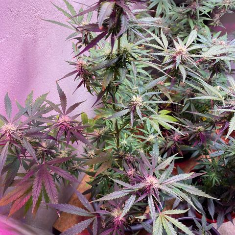 Super Silver Haze  #1 growlog timeline photo