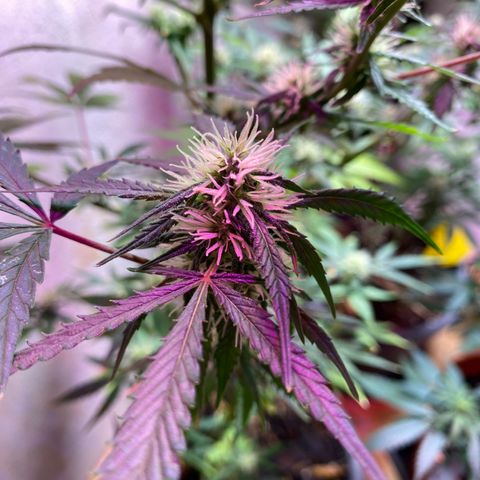 Super Silver Haze  #1 growlog timeline photo