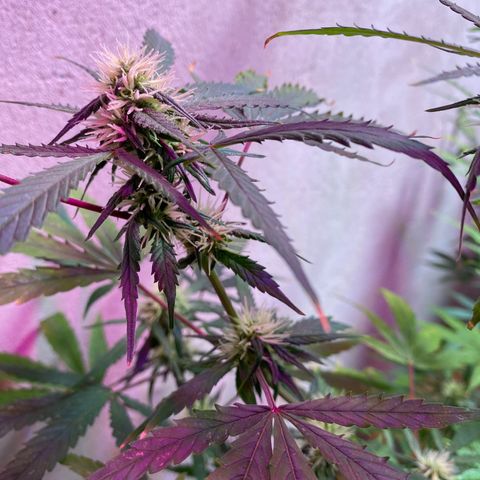 Super Silver Haze  #1 growlog timeline photo
