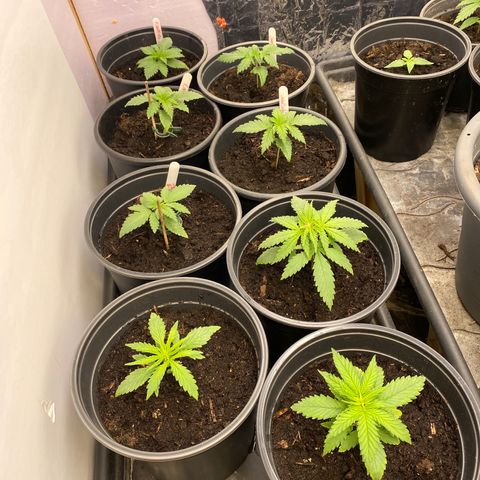 Al Patron #1 growlog timeline photo