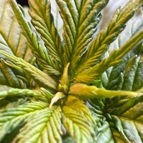 Al Patron #1 growlog timeline photo