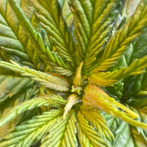 Al Patron #1 growlog timeline photo