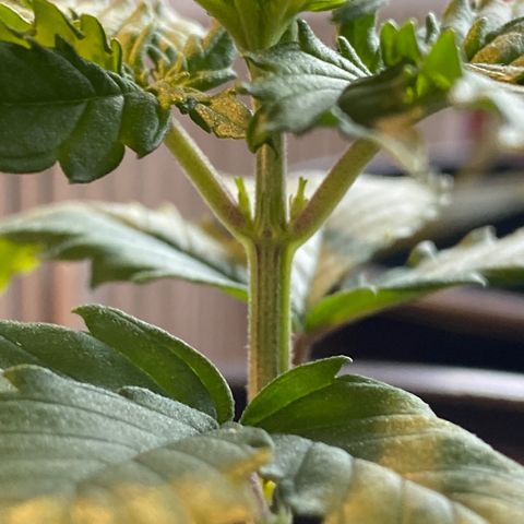 Al Patron #1 growlog timeline photo