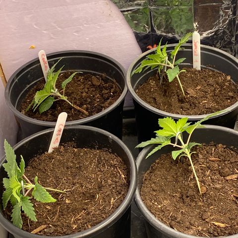 Al Patron #1 growlog timeline photo
