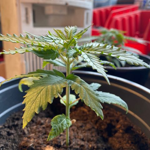 Al Patron #1 growlog timeline photo