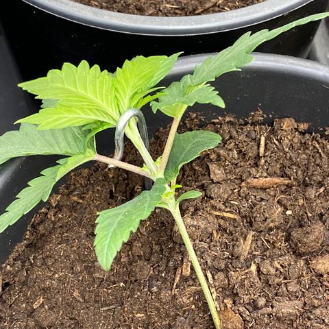 Al Patron #1 growlog timeline photo