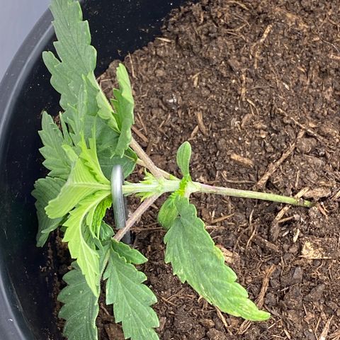 Al Patron #1 growlog timeline photo