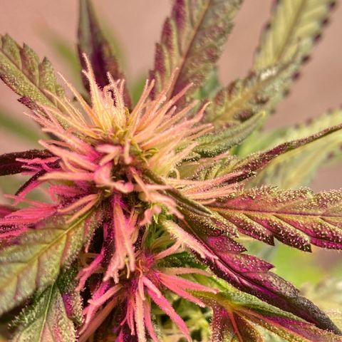 Super Silver Haze  #1 growlog timeline photo
