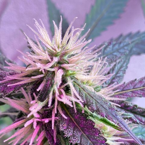 Super Silver Haze  #1 growlog timeline photo