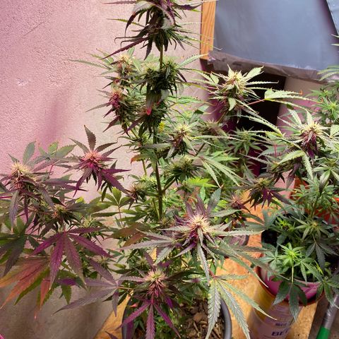 Super Silver Haze  #1 growlog timeline photo
