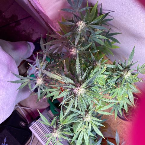 Super Silver Haze  #1 growlog timeline photo