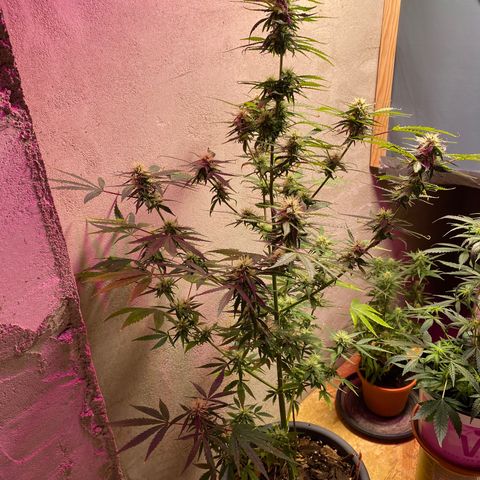 Super Silver Haze  #1 growlog timeline photo