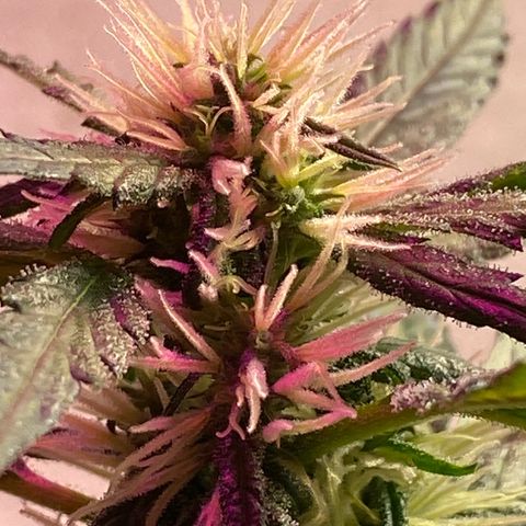 Super Silver Haze  #1 growlog timeline photo