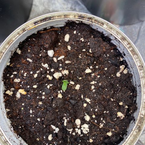 FAT banana #4 growlog timeline photo