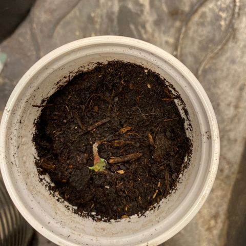 Al Patron #1 growlog timeline photo