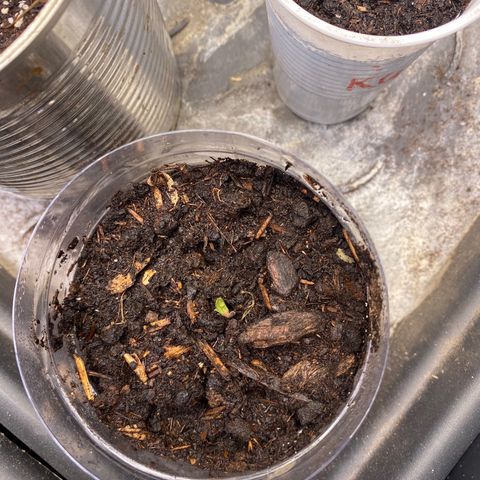 FAT banana #3 growlog timeline photo