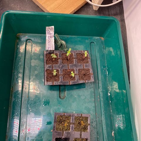 Al Patron #2 growlog timeline photo
