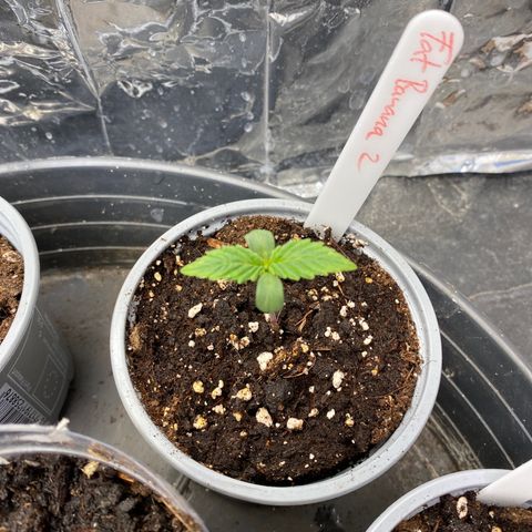 FAT banana #2 growlog timeline photo
